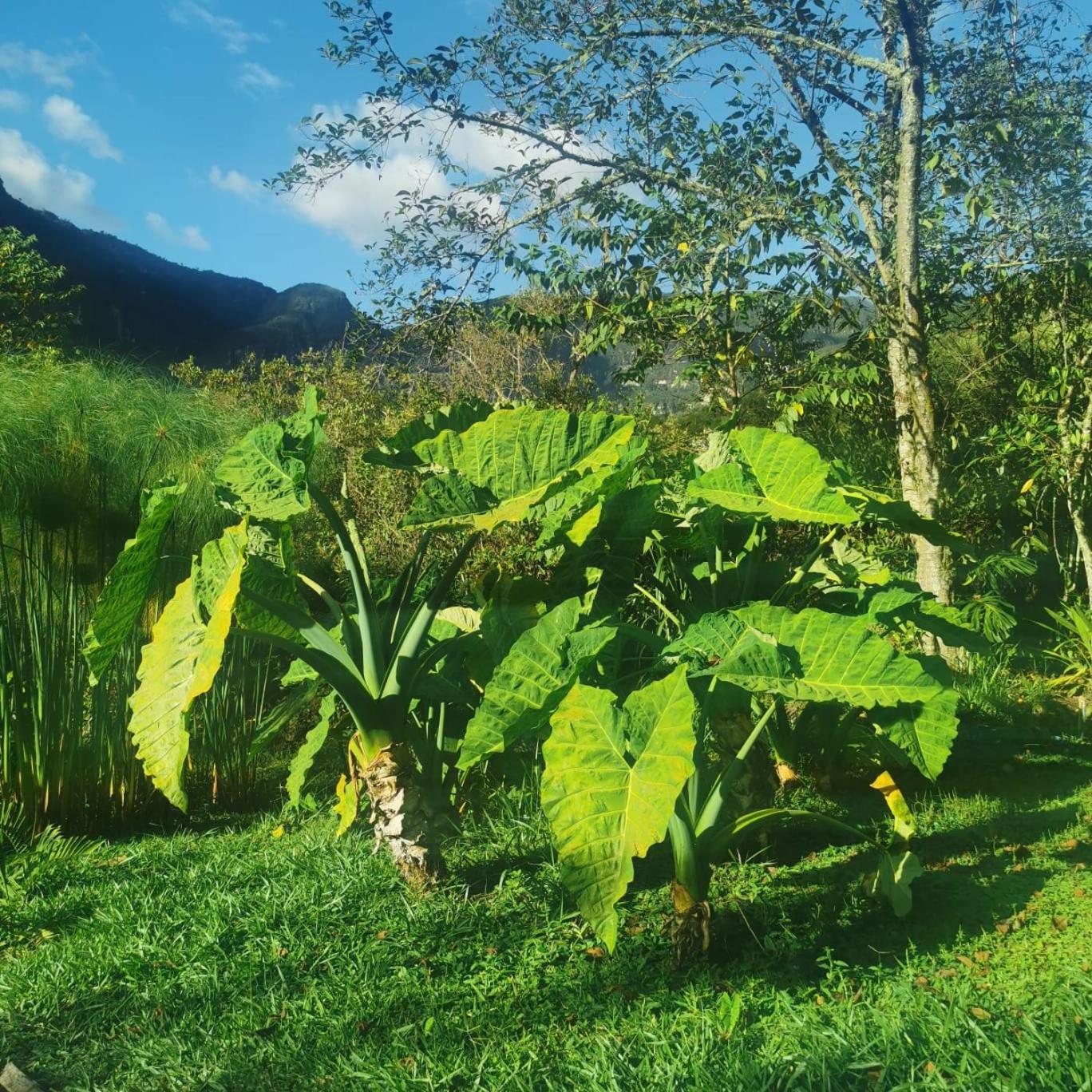 Goctamarca Lodge Cocachimba Dış mekan fotoğraf